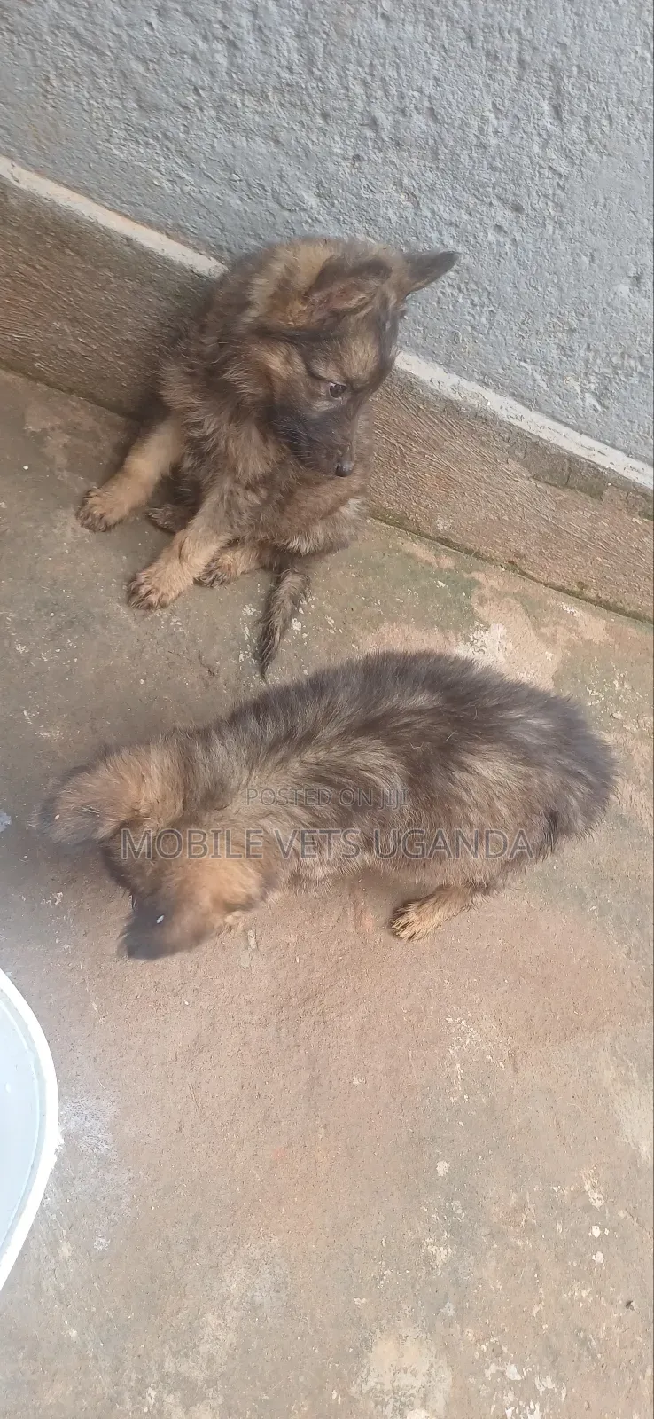 1-3 months Male Purebred German Shepherd