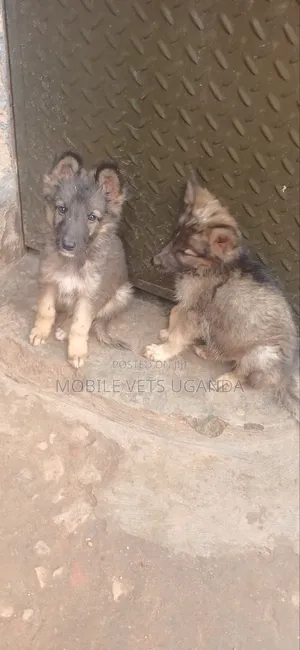1-3 months Female Purebred German Shepherd