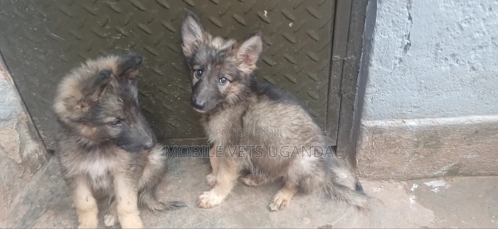 0-1 month Female Purebred German Shepherd