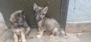 0-1 month Female Purebred German Shepherd