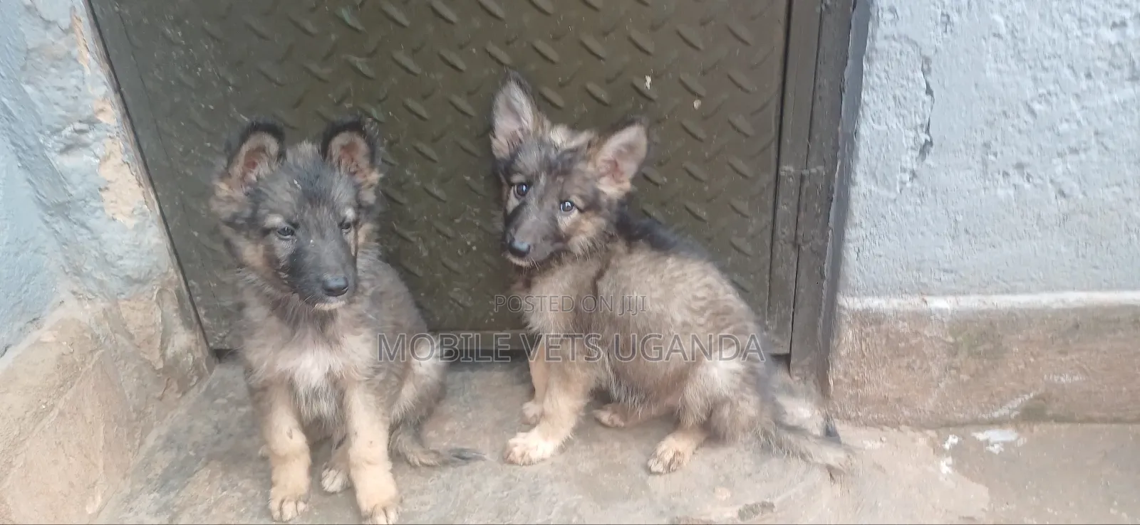 1-3 months Male Purebred German Shepherd