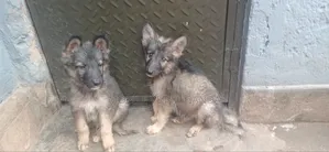 1-3 months Male Purebred German Shepherd