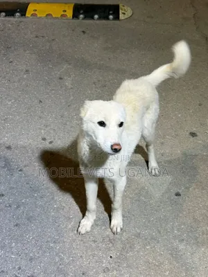 1-3 months Male Purebred German Shepherd