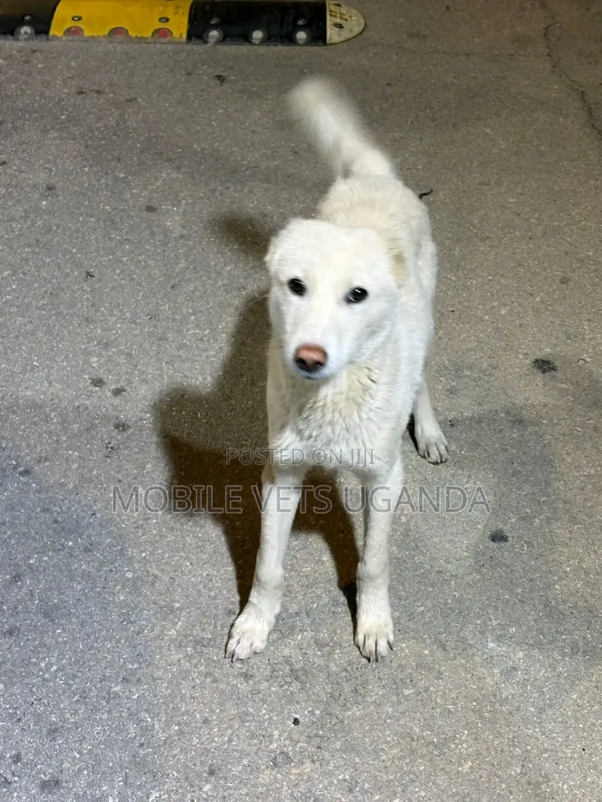 6-12 months Female Purebred German Shepherd