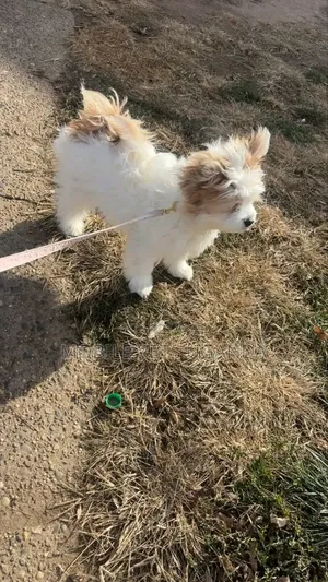 1-3 months Male Purebred Maltese