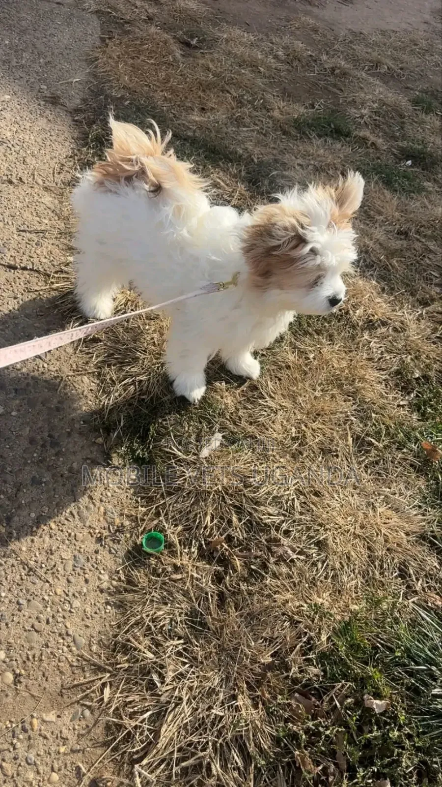 1-3 months Male Purebred Maltese