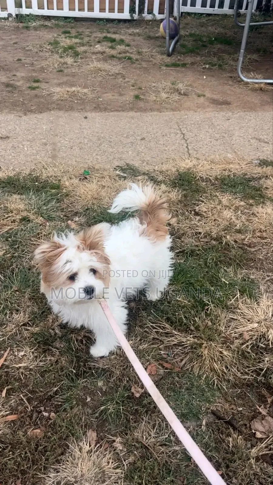 1-3 months Female Purebred Maltese