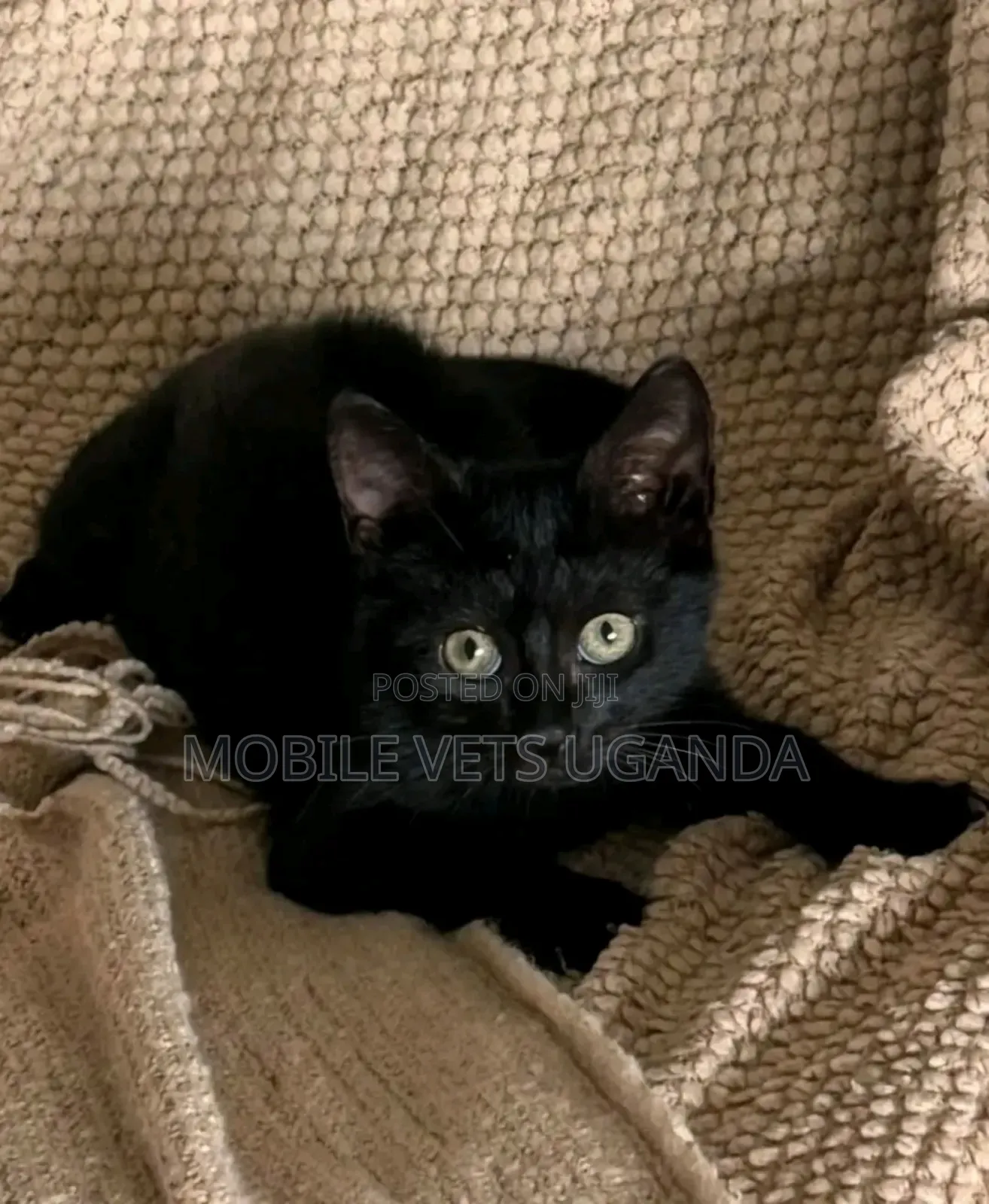 6-12 months Male Purebred Burmese