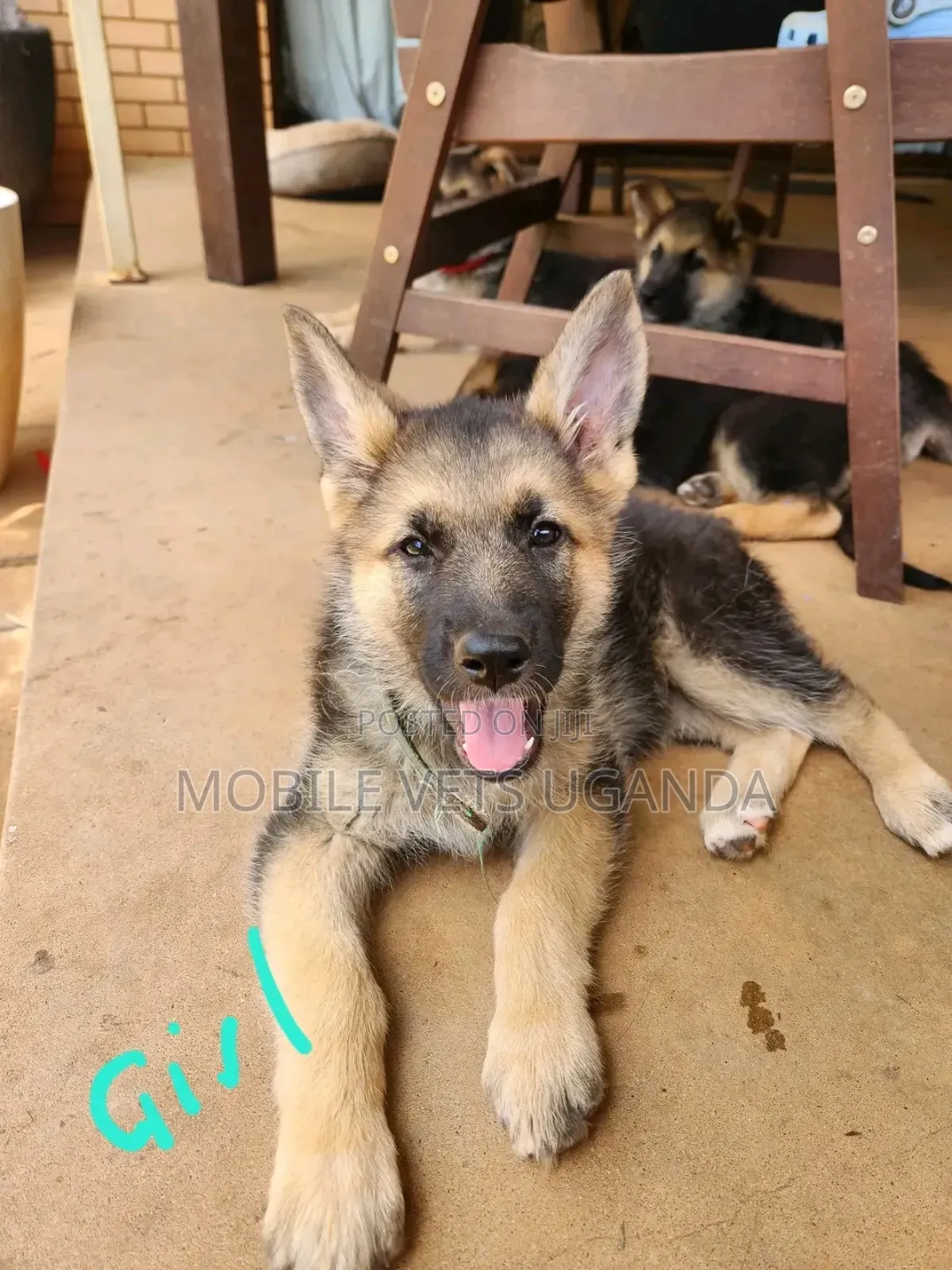1-3 months Female Purebred German Shepherd