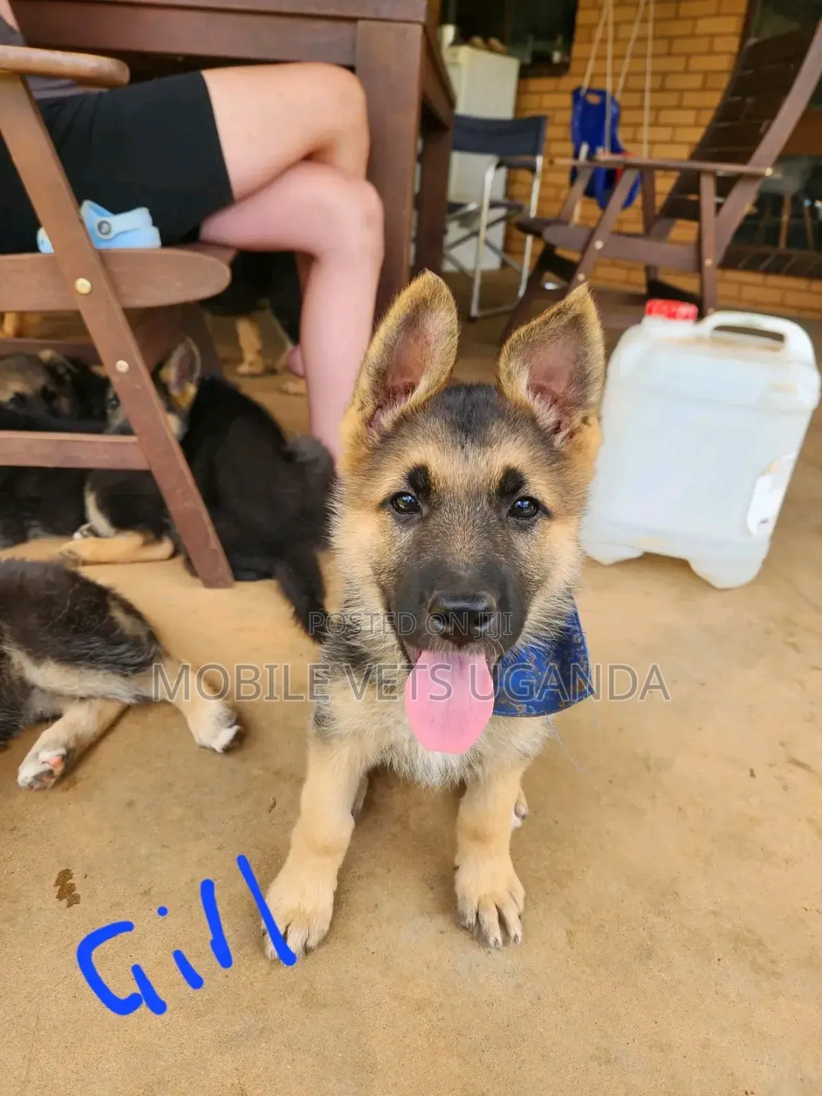 1-3 months Female Purebred German Shepherd