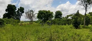 5 Acres of Land at 5.5m Per Acre– Makanga, Buyende District