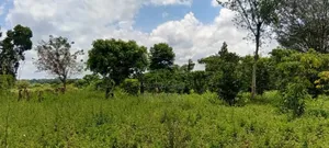 5 Acres of Land at 5.5m Per Acre– Makanga, Buyende District