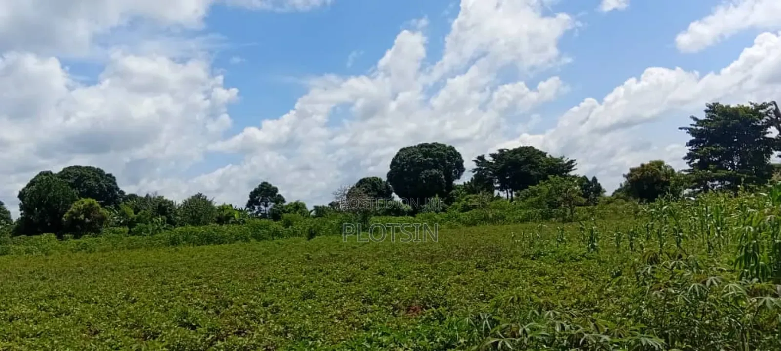 5 Acres of Land at 5.5m Per Acre– Makanga, Buyende District
