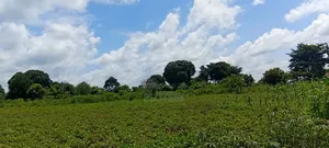 5 Acres of Land at 5.5m Per Acre– Makanga, Buyende District