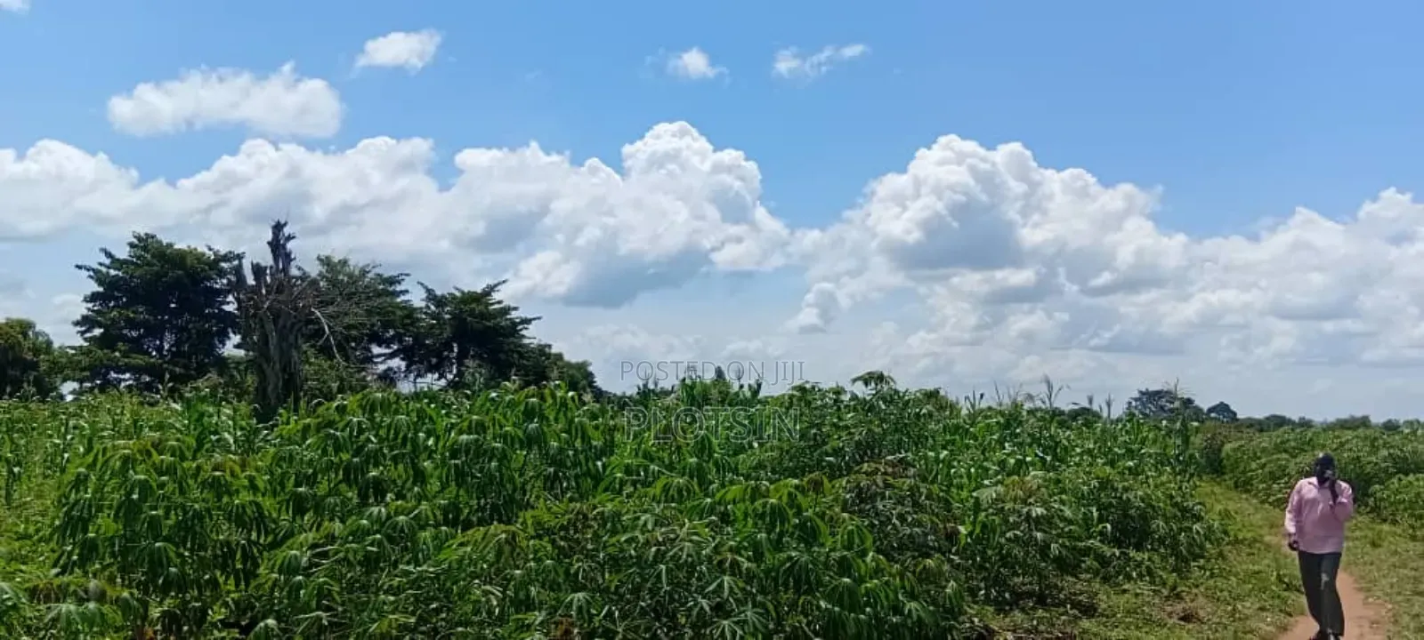 5 Acres of Land at 5.5m Per Acre– Makanga, Buyende District