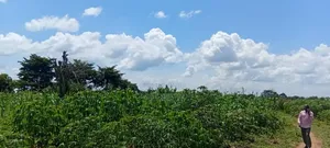 5 Acres of Land at 5.5m Per Acre– Makanga, Buyende District