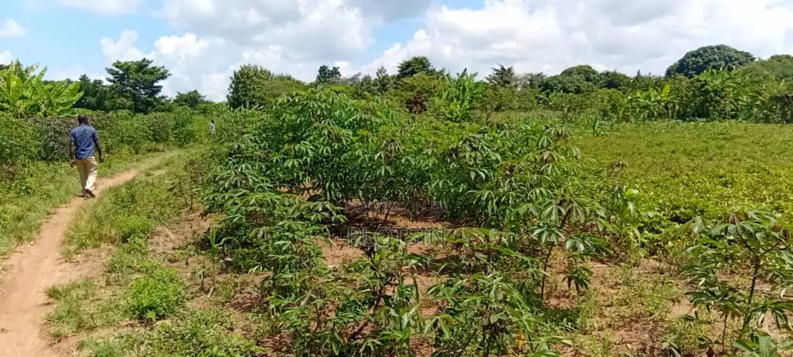 5 Acres of Land at 5.5m Per Acre– Makanga, Buyende District