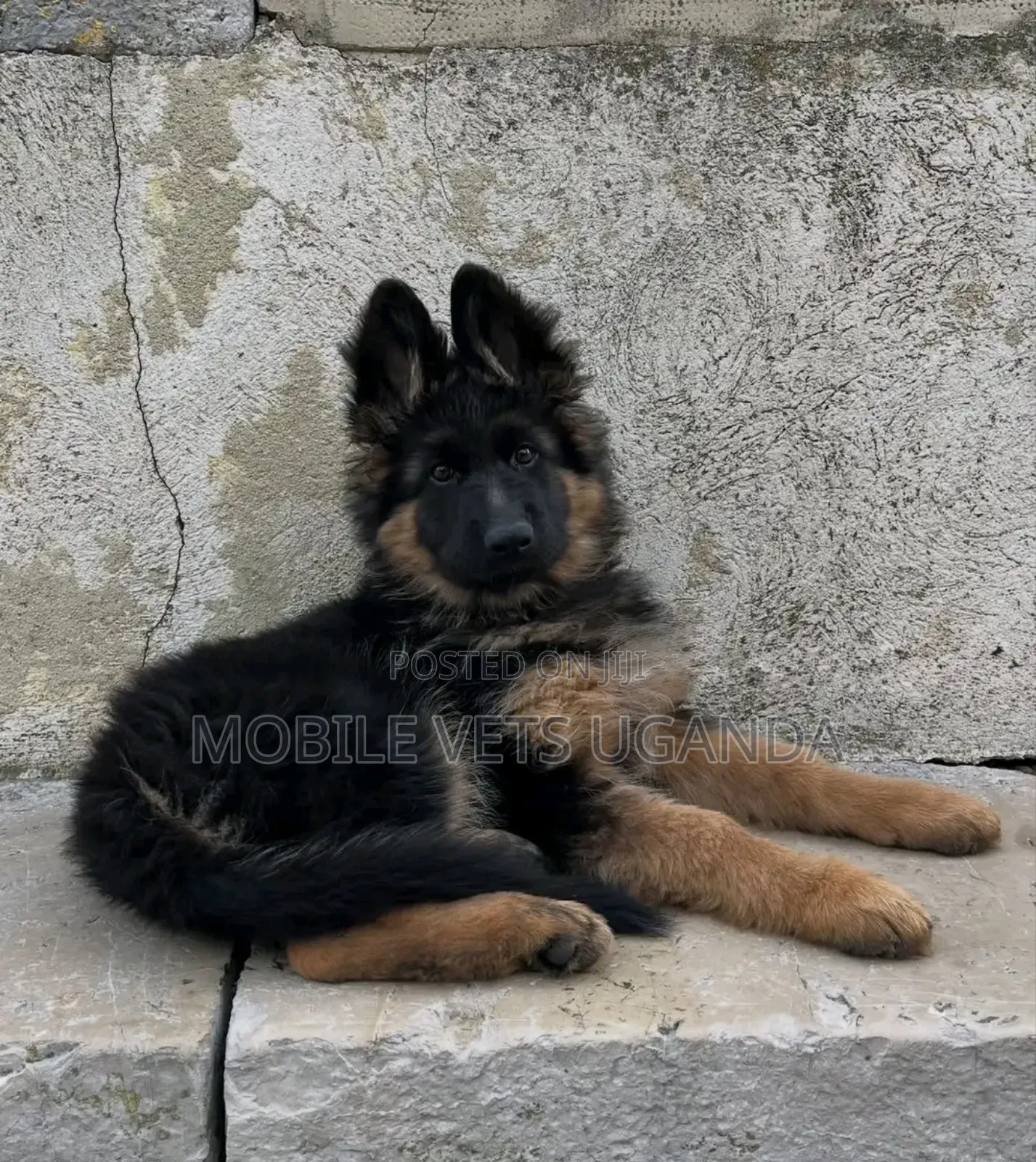 1-3 months Female Purebred German Shepherd