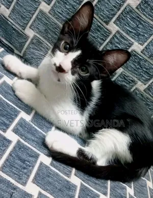 1-3 months Male Purebred Exotic