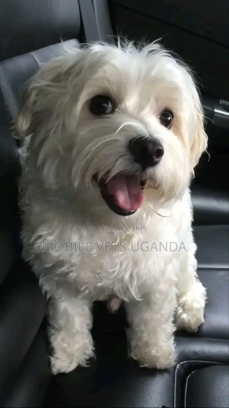 3-6 months Female Purebred Maltese
