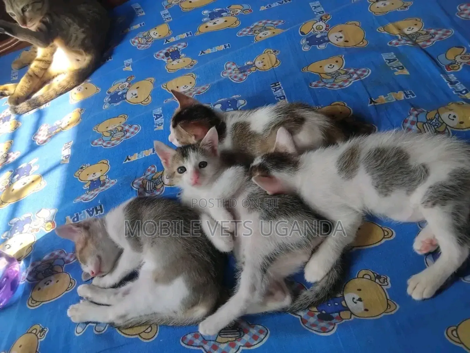 1-3 months Male Purebred American Bobtail