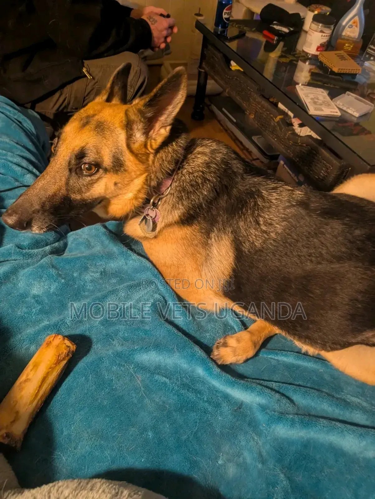 6-12 months Male Purebred German Shepherd