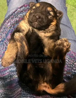 0-1 month Male Purebred German Shepherd
