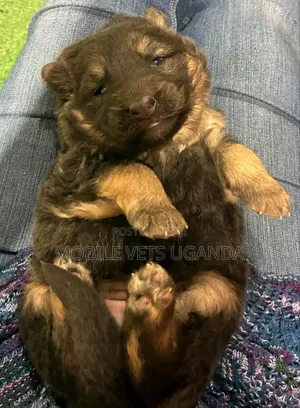1-3 months Female Purebred German Shepherd