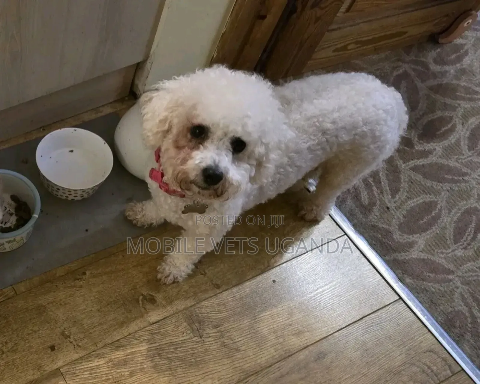 1-3 months Male Purebred Maltese