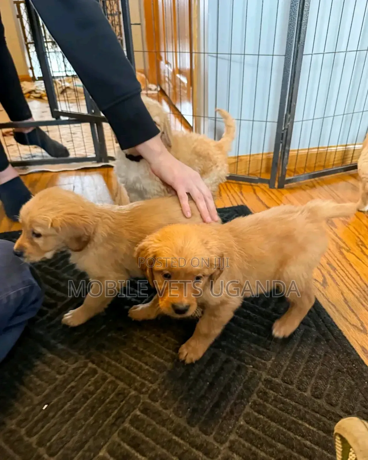 3-6 months Male Purebred Golden Retriever