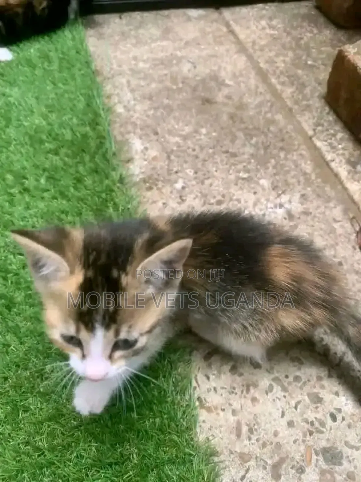 1-3 months Female Purebred Exotic