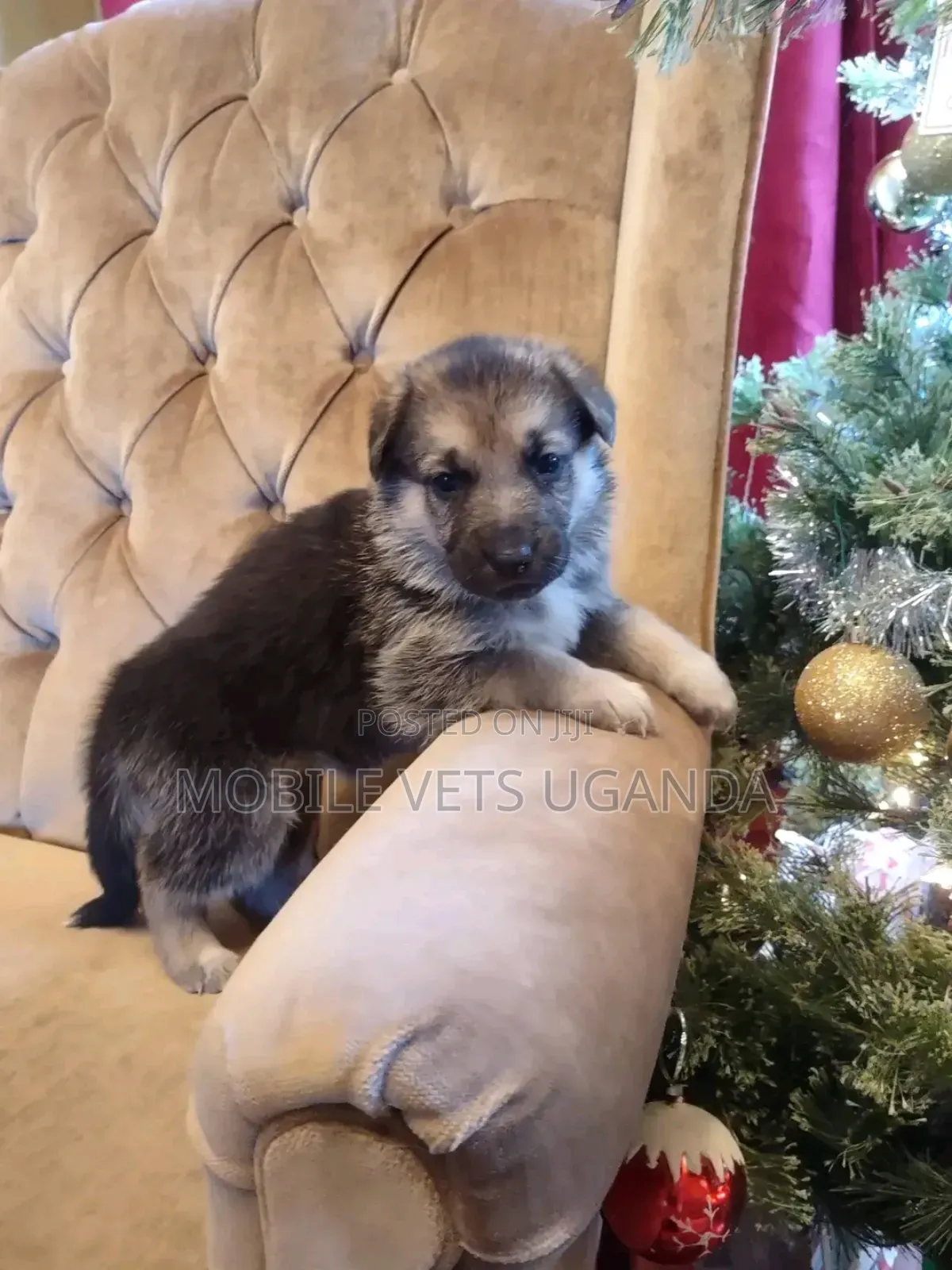 1-3 months Female Purebred German Shepherd