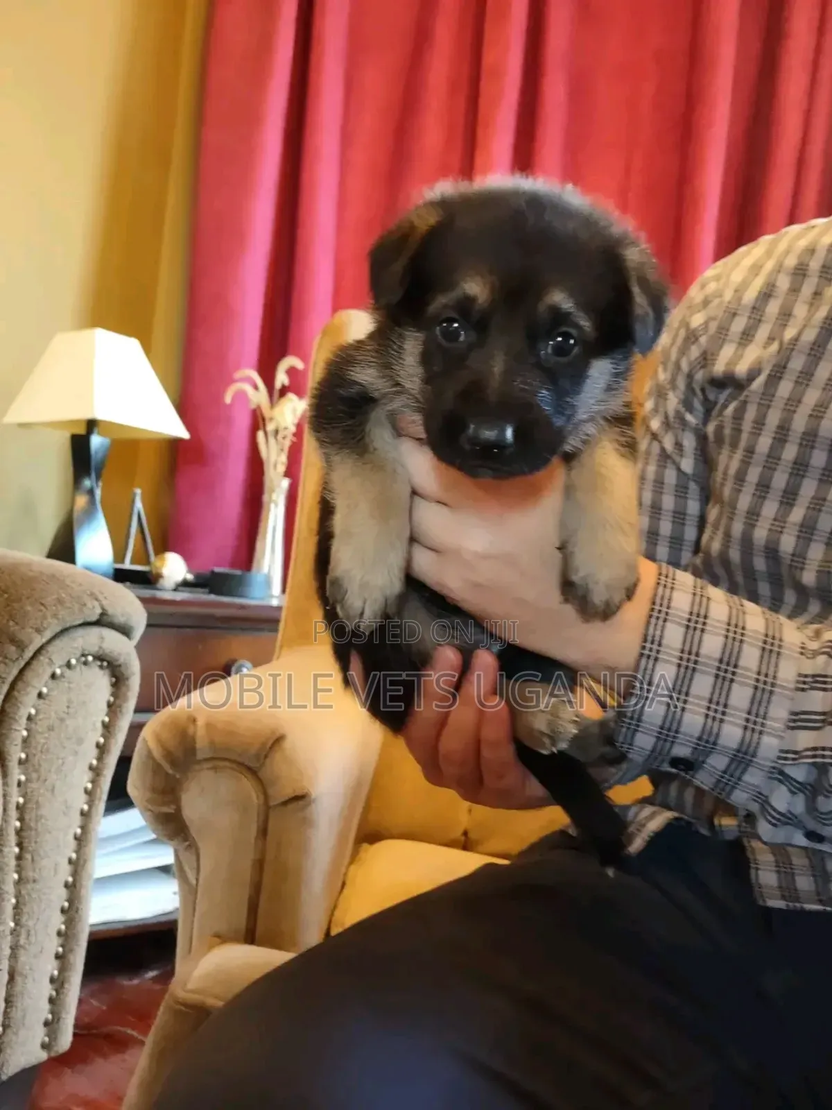 0-1 month Male Purebred German Shepherd