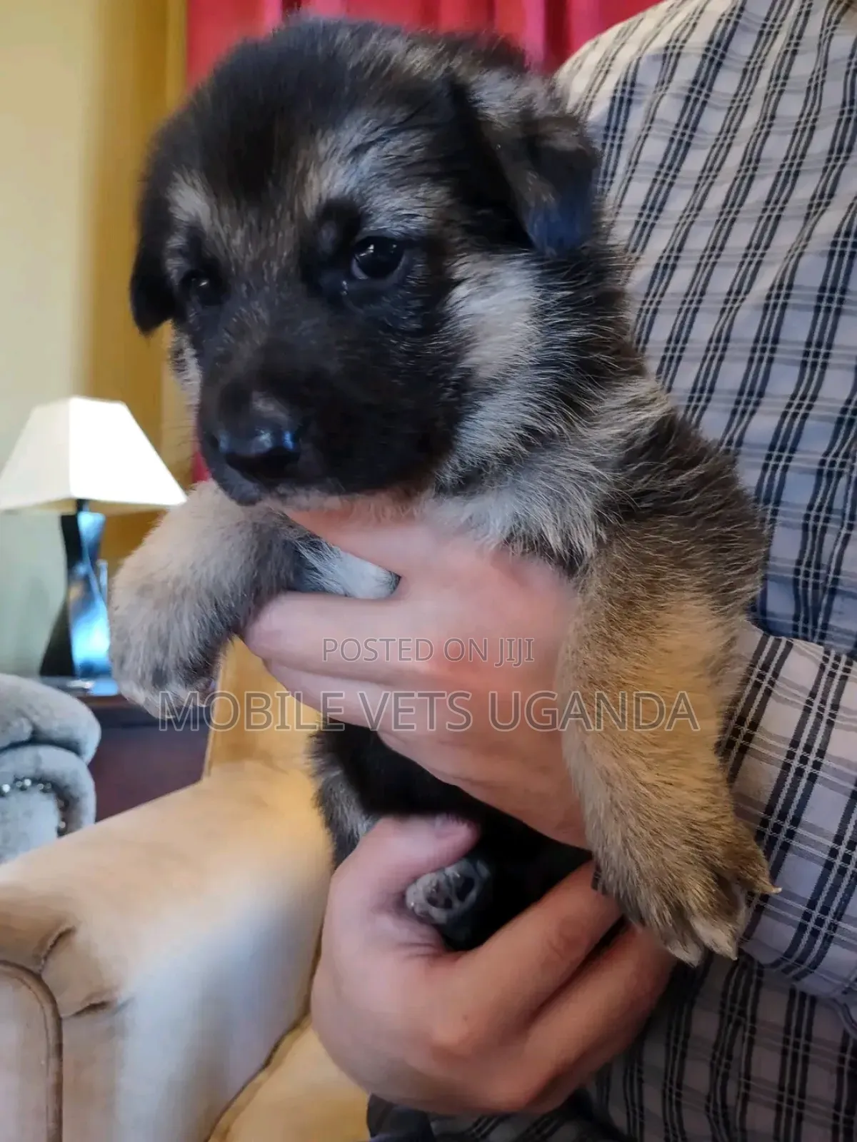3-6 months Male Purebred German Shepherd