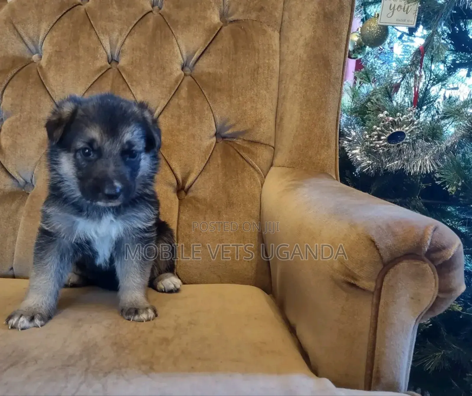 0-1 month Female Purebred German Shepherd