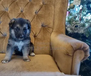 0-1 month Female Purebred German Shepherd