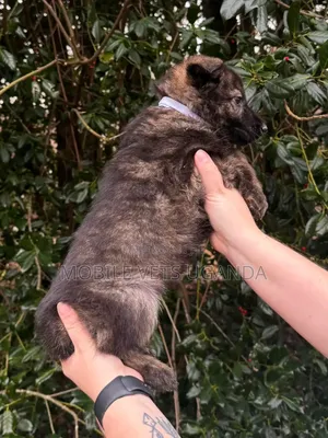 3-6 months Male Purebred German Shepherd