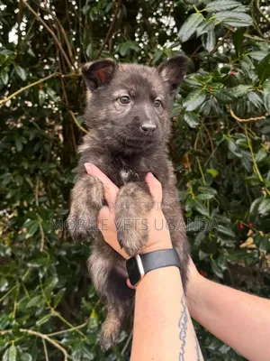 1-3 months Male Purebred German Shepherd