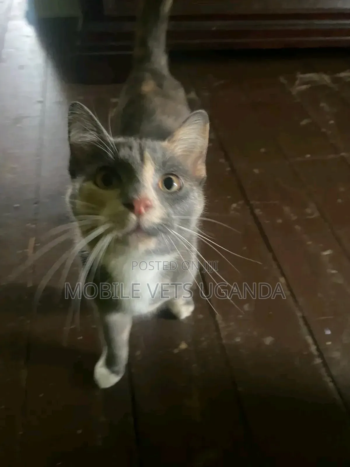 3-6 months Female Purebred American Curl