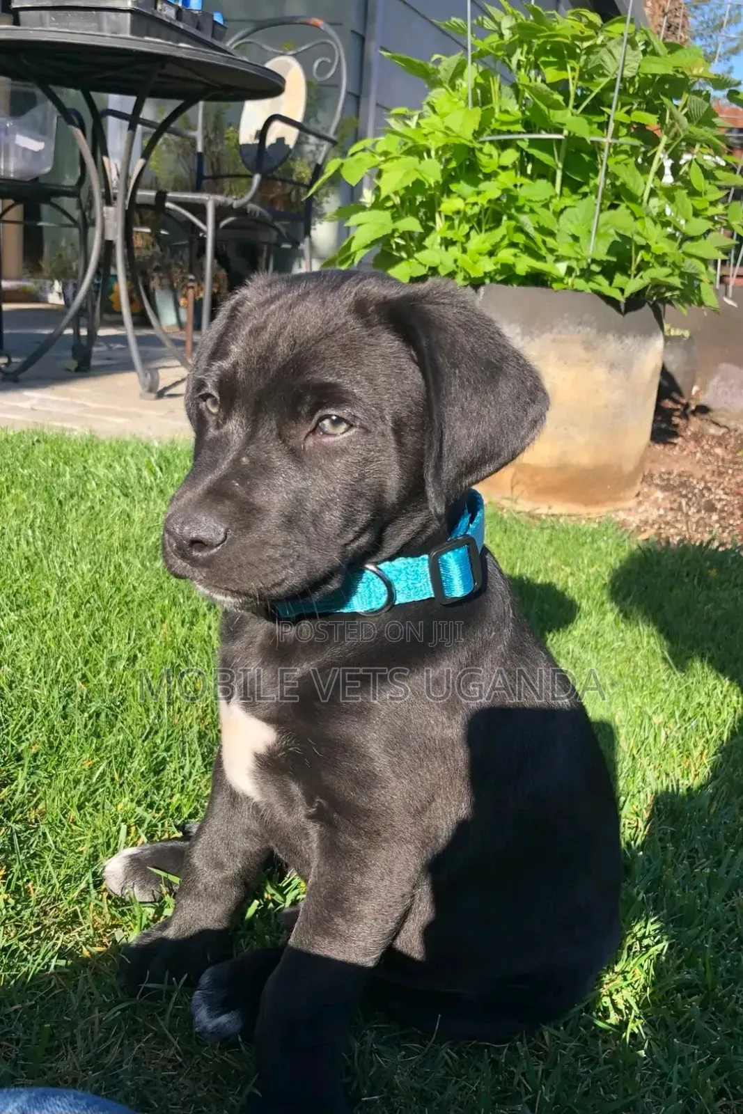 1-3 months Male Purebred Boerboel