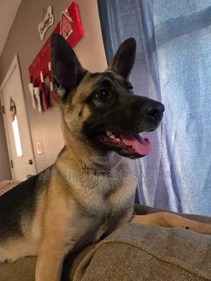 3-6 months Female Purebred German Shepherd