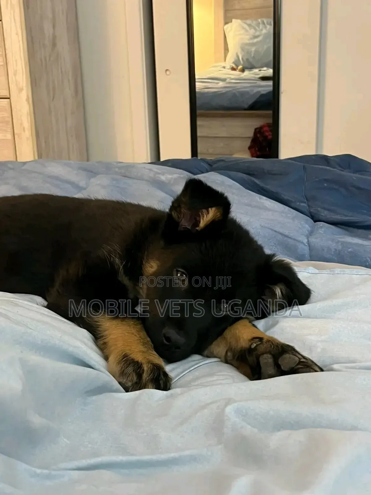 1-3 months Female Purebred German Shepherd