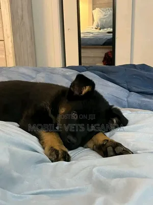 1-3 months Female Purebred German Shepherd