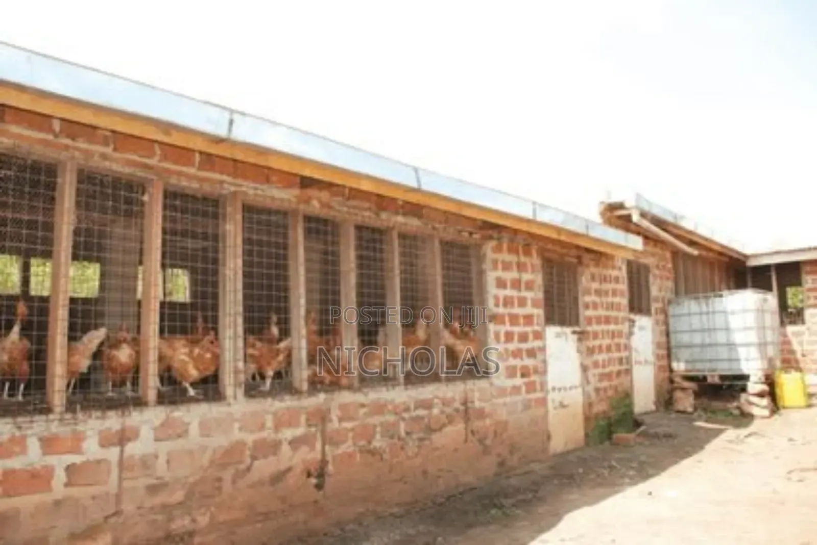 Chicken Coop Construction From 100birds And Above