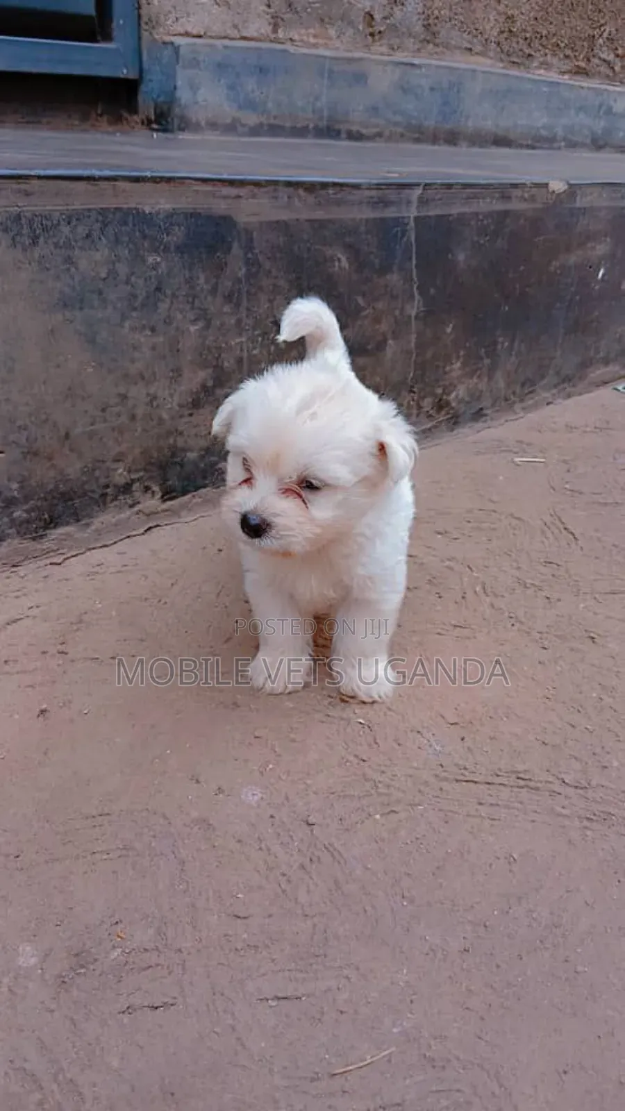 0-1 month Female Purebred Maltese