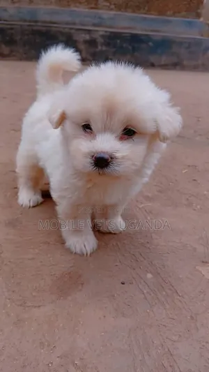 1-3 months Male Purebred Maltese