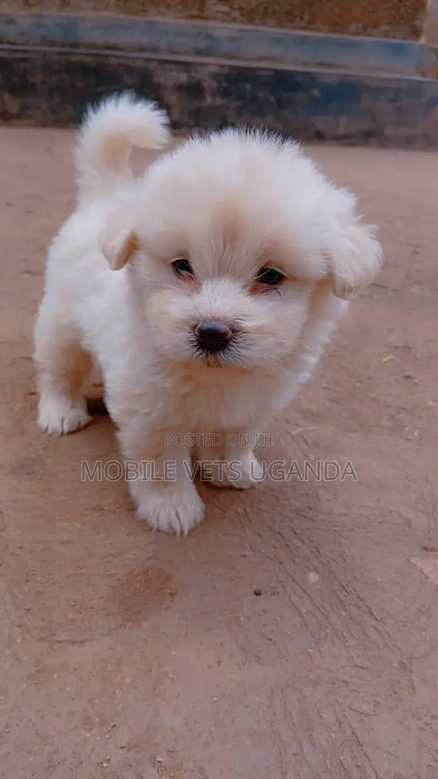 1-3 months Male Purebred Maltese