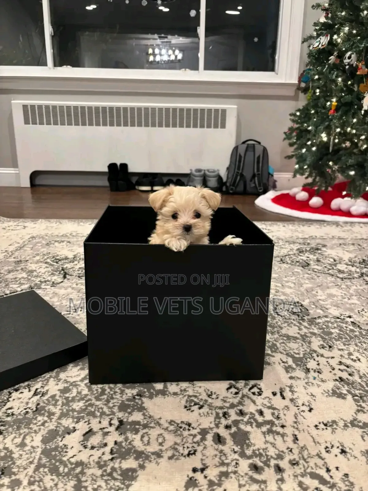 1-3 months Male Purebred Maltese