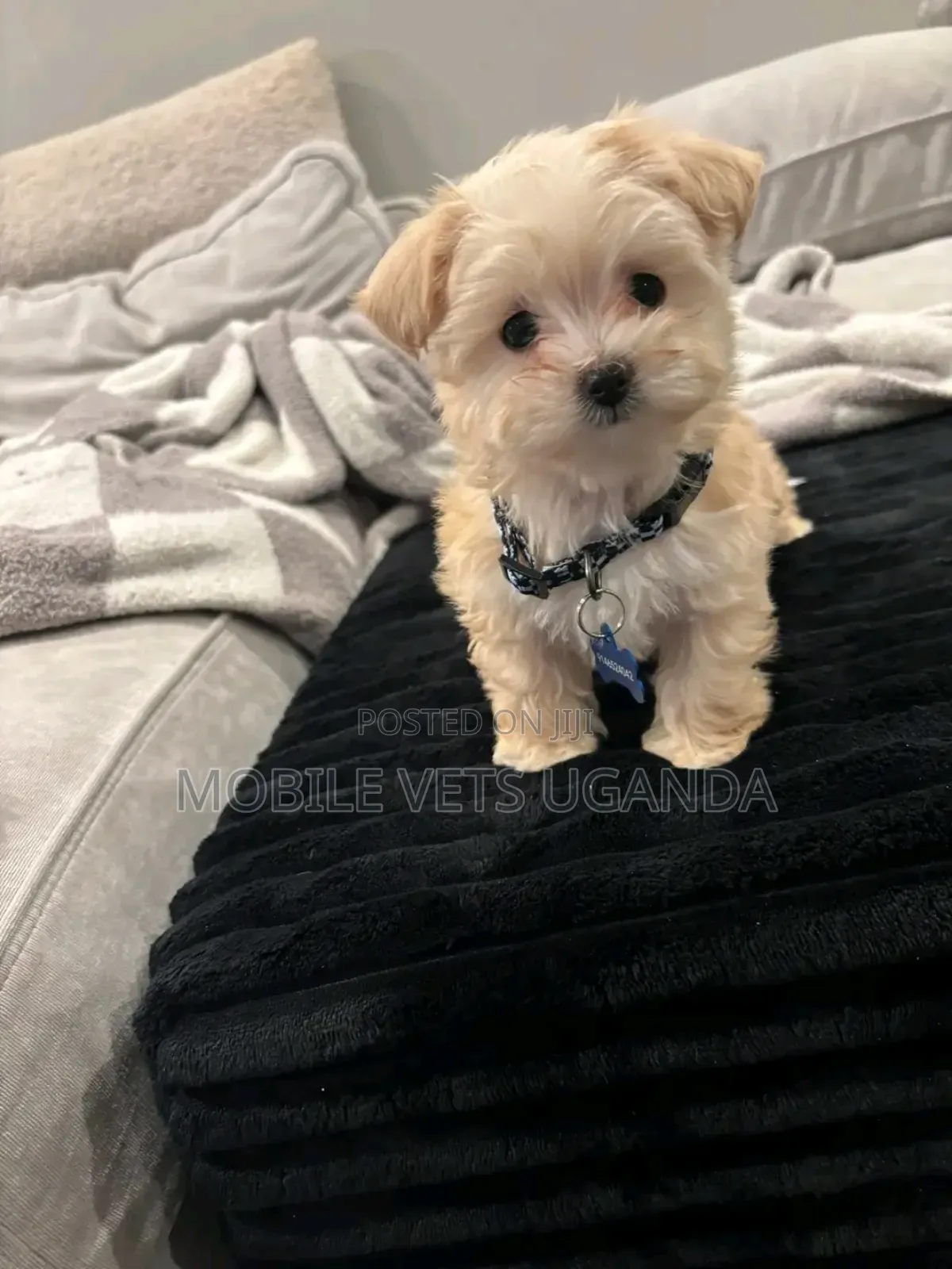 1-3 months Female Purebred Maltese