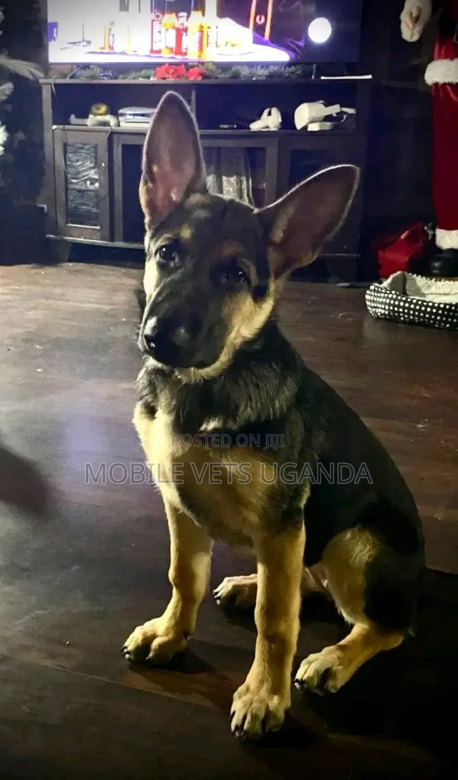 3-6 months Male Purebred German Shepherd